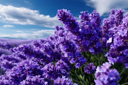 Vibrant lavender flowers stretch across a field under a bright blue sky with fluffy clouds in early afternoon light.の写真素材