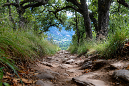 A rocky path leads through trees overlooking a valleyの素材