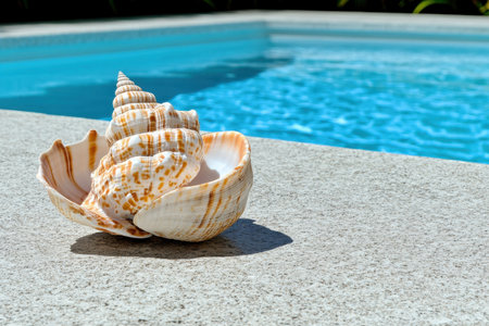 A beautifully patterned seashell rests on the stone surface near a clear blue pool under bright sunlight.の写真素材