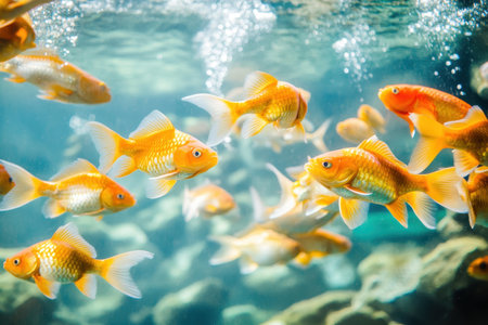 Goldfish of various sizes glide through clear water in a lively aquarium filled with bubbles and rocks.の写真素材