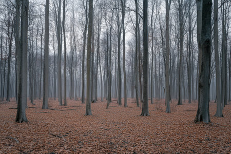 A tranquil forest with tall, bare trees surrounded by a carpet of orange leaves under a foggy sky.の写真素材
