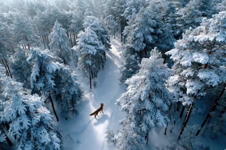 A serene, snow-covered forest, invoking tranquility, in soft, diffused winter light, using a drone camera, with a lone red fox making its way through the trees.の写真素材