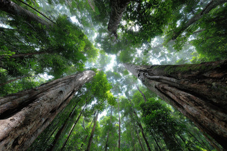 Towering trees reach towards the sky in a lush rainforestの写真素材