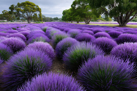 Vibrant lavender fields stretch across the landscape under a cloudy sky, showing nature's beauty.の写真素材