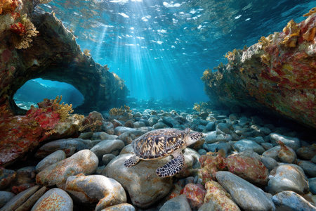 A sea turtle rests on rocks on the ocean floor as rays of sunlight shine through the waterの素材