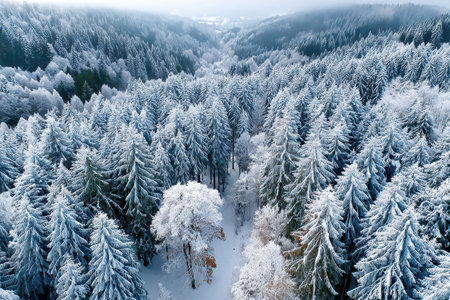 An aerial view of a snowcovered forest in winterの写真素材