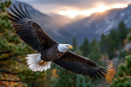 A bald eagle in flight with a mountainous sunset backdropの写真素材