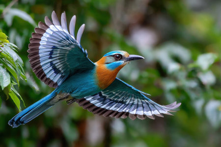 A colorful bird with vibrant plumage flies with its wings spread against a blurred green backgroundの写真素材