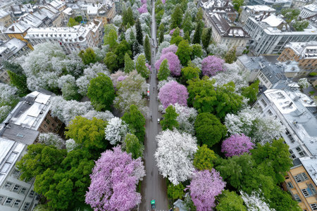A high angle view of a park path lined with colorful trees and adjacent city buildingsの写真素材