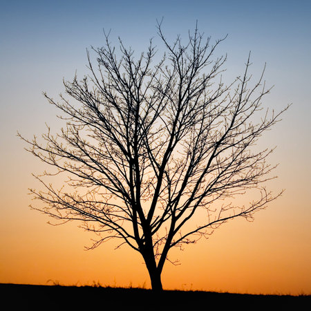 Silhouette of a tree on a background of the evening sky