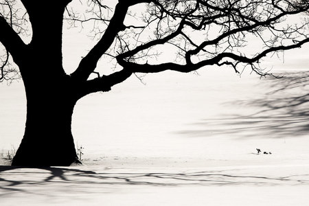 Silhouette of an old tree in the winter and shadows on a snow