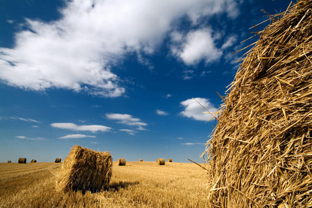 Perspective landscape with haystacks on a background of the dark blue sky
