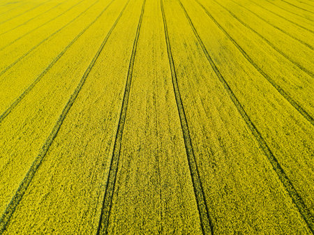 Aerial view of blooming yellow rapeseed field at sunny day in spring.