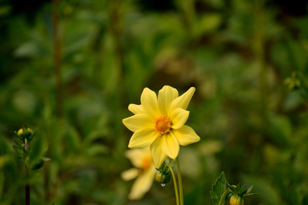 beautiful yellow flower with blurry background