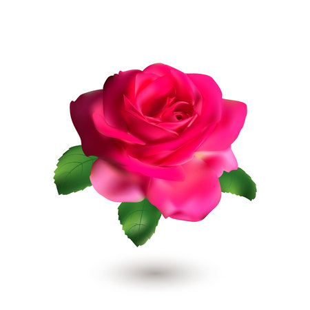 Pink rose with green leaves isolated on white background. Love symbol. Greeting card  template for Valentine's Day, Mother's day.のイラスト素材