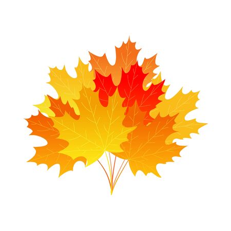 Bright autumn maple leaf bouquet. Cartoon style. Vector design.のイラスト素材
