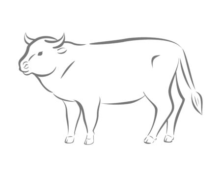 Bull sketch. Cow . Premium vector.のイラスト素材