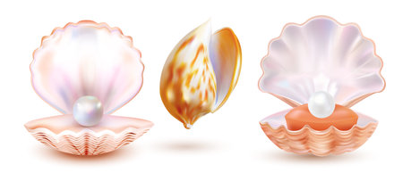 Pearl shell isolated on white background. Valuable oyster seashhel. Realistic expensive art. Vector illustration.のイラスト素材
