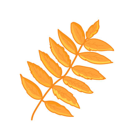 Rowan tree leaf isolated on white background. Autumn design element. Vector illustration.のイラスト素材