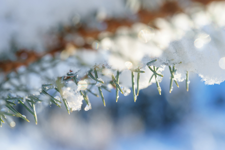 Fir Blue Spruce in the snow close up of a branchの写真素材