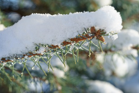 Fir Blue Spruce in the snow close up of a branchの写真素材