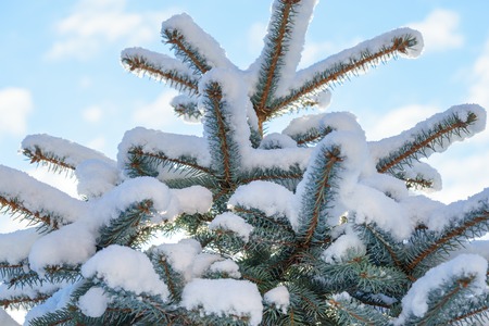 Fir Blue Spruce in the snow close up of a branchの写真素材