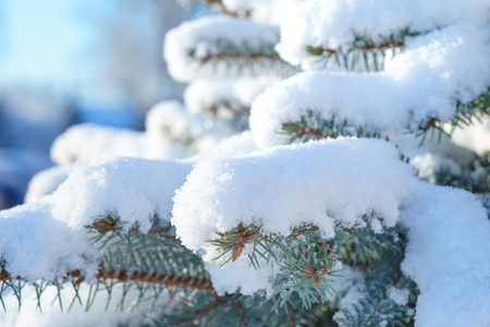 Fir Blue Spruce in the snow close up of a branchの写真素材