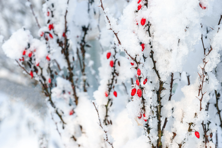 Barberry red berries branches under first snowの写真素材