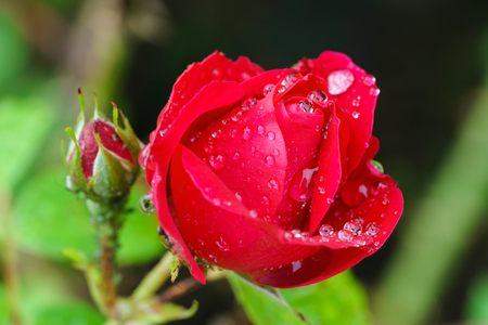 Closeup red rose bud with water drops blurred backgroundの写真素材