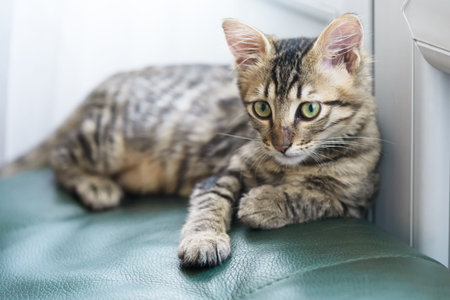 little striped kitten with a m letter on a forehead and green eyes