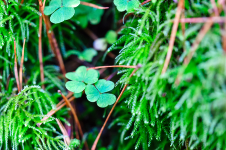 Green clover leaves in the moss, Saint Patrick day abstract backgroundの写真素材