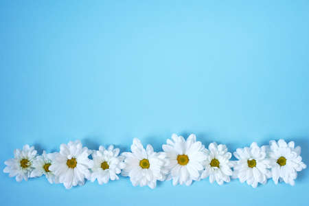 white daisies on light blue backgroundの写真素材