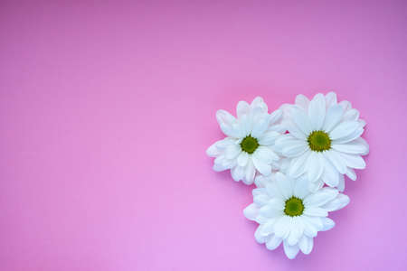 white daisies on rose backgroundの写真素材