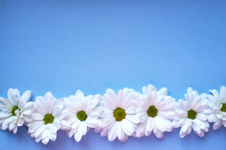 white daisies on light blue backgroundの写真素材