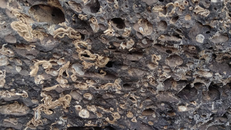 Close up view of the texture of the rock in the wild.の写真素材