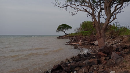 Lonely tree on the shore of the sea in Sri Lankaの写真素材