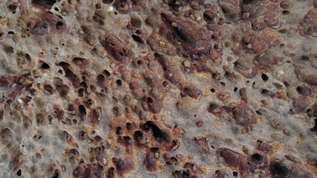 close up of a piece of rock with holes in the italian countrysideの写真素材