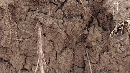 Dry cracked earth background. Closeup of soil texture with rootsの写真素材