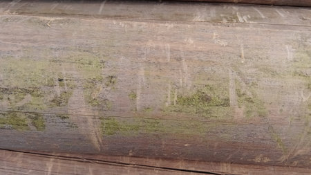 Wooden background with green moss on the surface of the old plankの写真素材