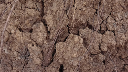 Dry soil texture background. Dried soil texture. Dry soil background.の写真素材