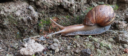Snail crawling on the ground. Snail crawling on the ground.の写真素材