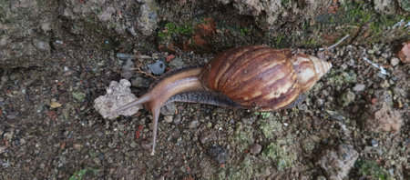 Snail crawling on the ground. Snail crawling on the ground.の写真素材