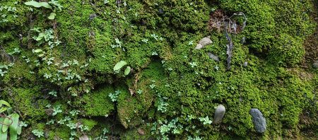 Moss and lichen growing on an old stone wall in the forest
