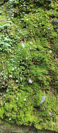 Green moss on the wall. Natural background. Green moss texture.の写真素材