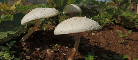 Mushroom growing in the garden, close-up view.の写真素材