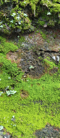 Moss on the rock in the rainforest,Thailand.の写真素材