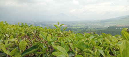 Tea plantation in Sri Lanka. Tea plantation is one of the most popular tourist attractions in Sri Lanka.の写真素材