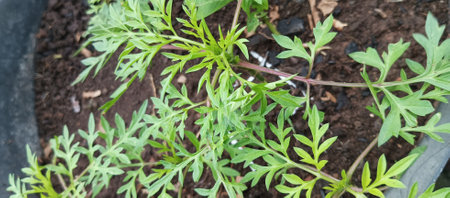 Close up of small tomato plant in a pot with soil background.の写真素材
