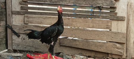 Rooster in the village.の写真素材