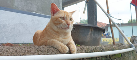 Orange cat sitting on the wall in the house. Selective focus.の写真素材